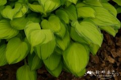 Hosta 'Emerald Tiara'