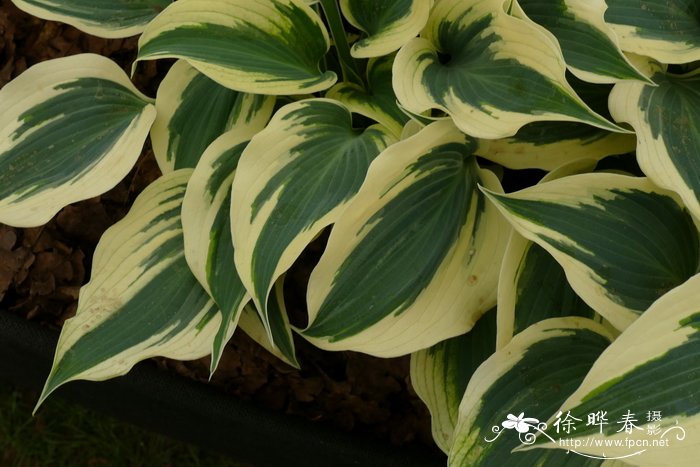 '雪线'玉簪Hosta 'Firn Line'