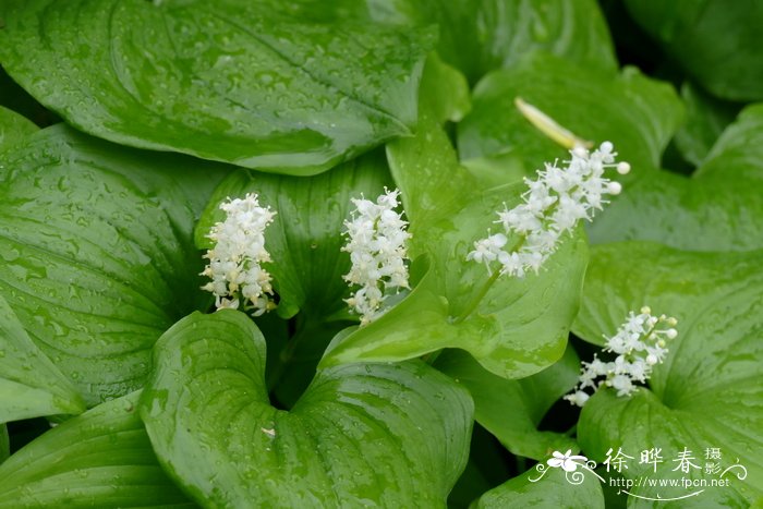 北方鹤舞草 Maianthemum dilatatum