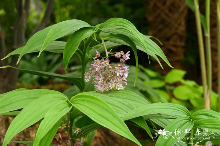 曲穗舞鹤草Maianthemum flexuosum