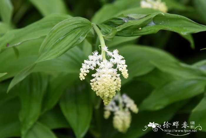 抱茎舞鹤草Maianthemum racemosum subsp. amplexicaule