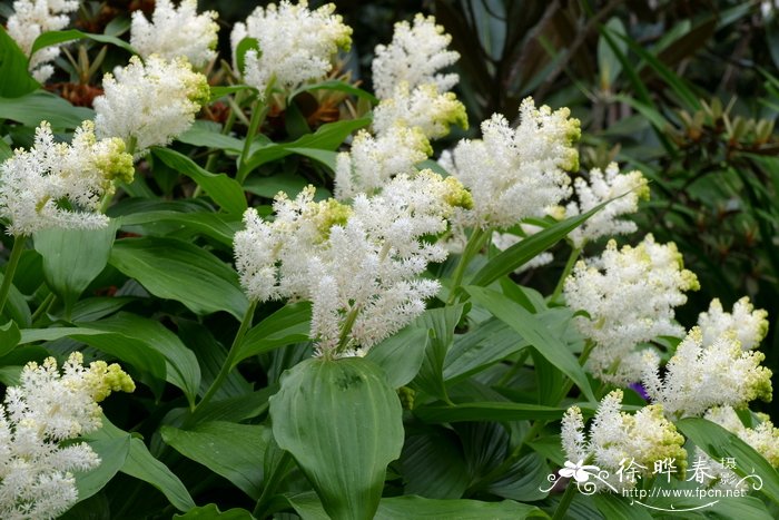 假黄精 Maianthemum racemosum