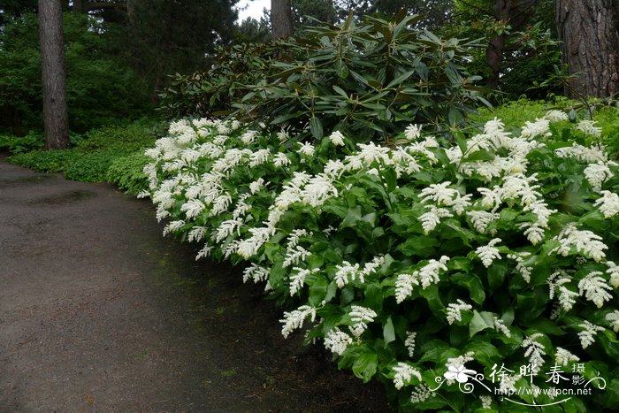 假黄精 Maianthemum racemosum