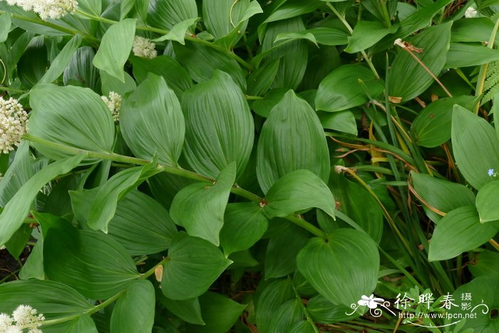 假黄精 Maianthemum racemosum