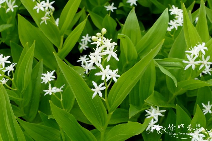 星花舞鹤草 Maianthemum stellatum