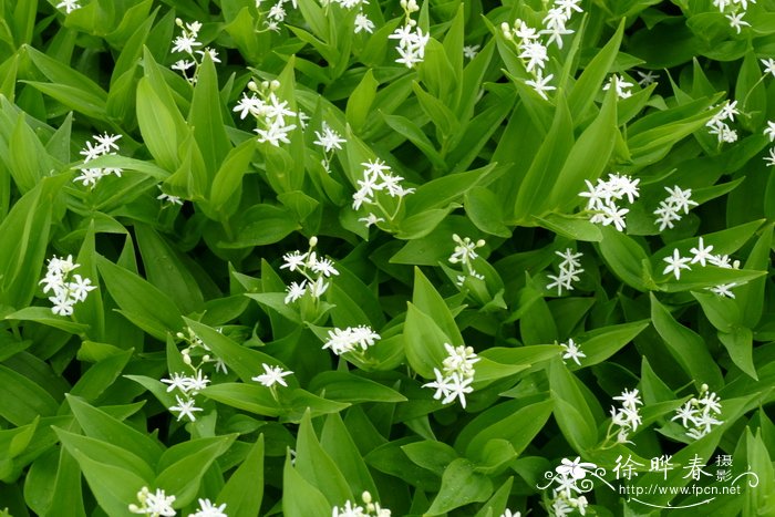 星花舞鹤草 Maianthemum stellatum