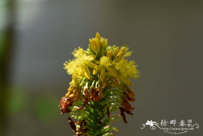 宽叶须尾草 Bulbine latifolia