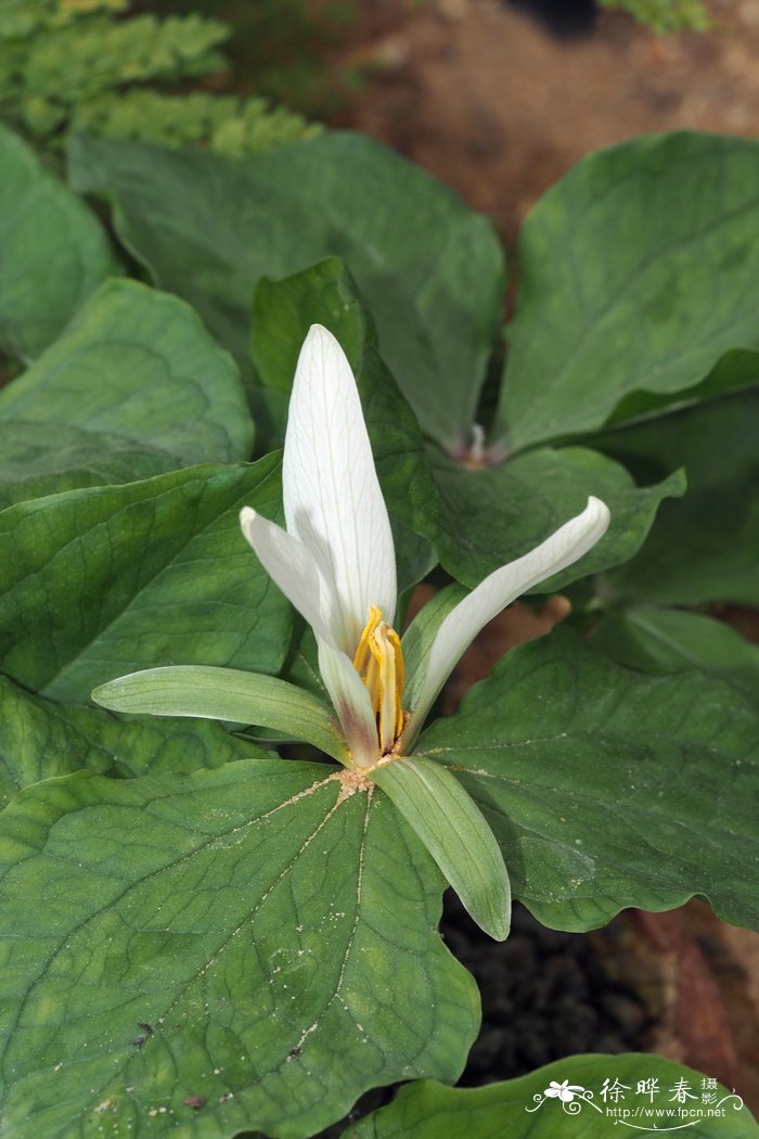 白花延龄草 Trillium albidum