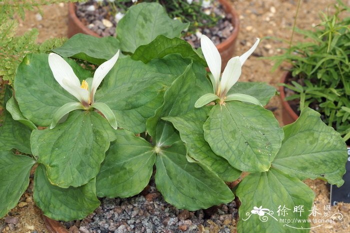 白花延龄草 Trillium albidum