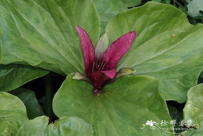 '查尔伍德'绿瓣延龄草品种 Trillium chloropetalum 'Charlwood'