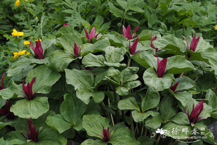 '查尔伍德'绿瓣延龄草品种 Trillium chloropetalum 'Charlwood'