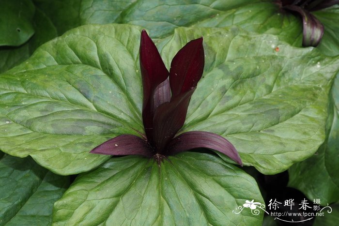 大花绿瓣延龄草 Trillium chloropetalum var. giganteum