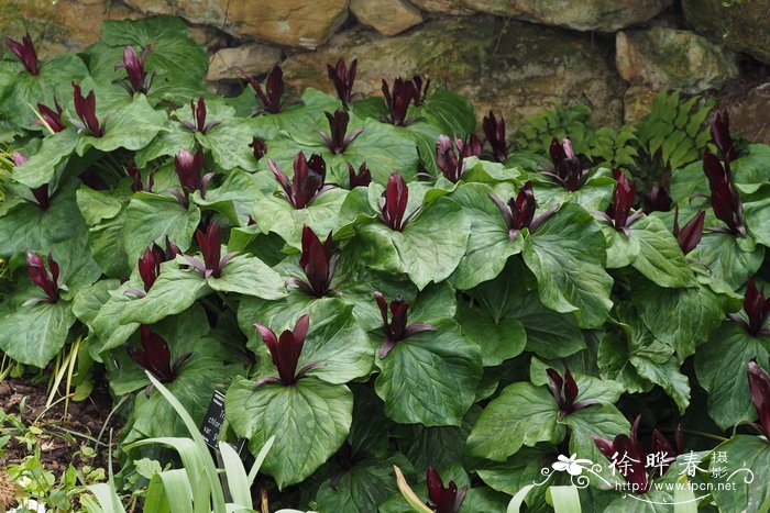 大花绿瓣延龄草 Trillium chloropetalum var. giganteum