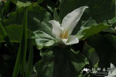 绿瓣延龄草Trillium chloropetalu