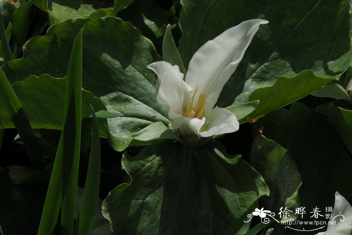 绿瓣延龄草Trillium chloropetalu