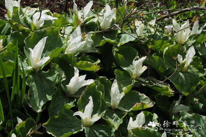 绿瓣延龄草Trillium chloropetalu