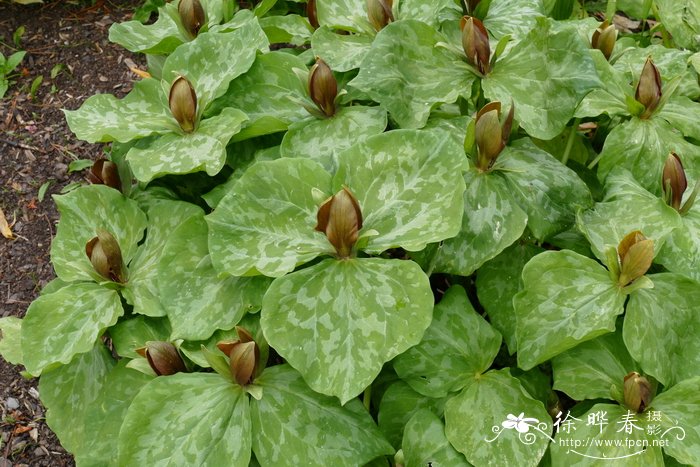 楔叶延龄草Trillium cuneatum