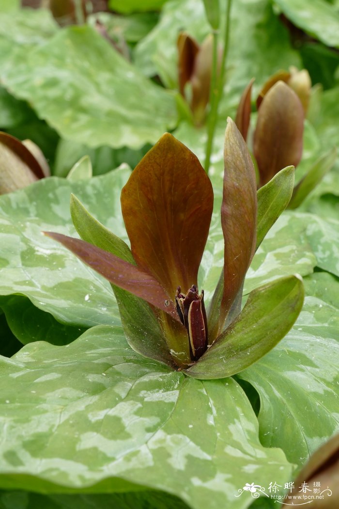 楔叶延龄草Trillium cuneatum