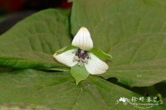 ‘白花’直立延龄草Trillium erectum 'Alba'