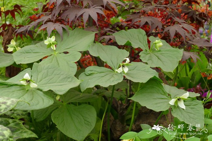 ‘白花’直立延龄草Trillium erectum 'Alba'