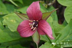 直立延龄草 Trillium erectum