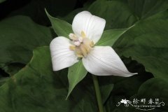 弯柄延龄草Trillium flexipes