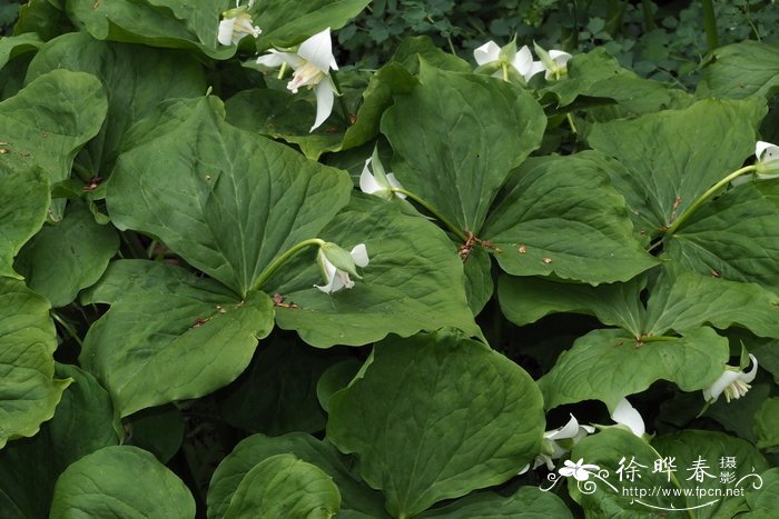 弯柄延龄草Trillium flexipes