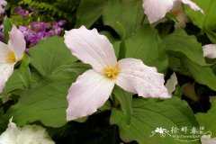 ‘玫色’大花延龄草 Trillium grandiflorum ‘Roseum’