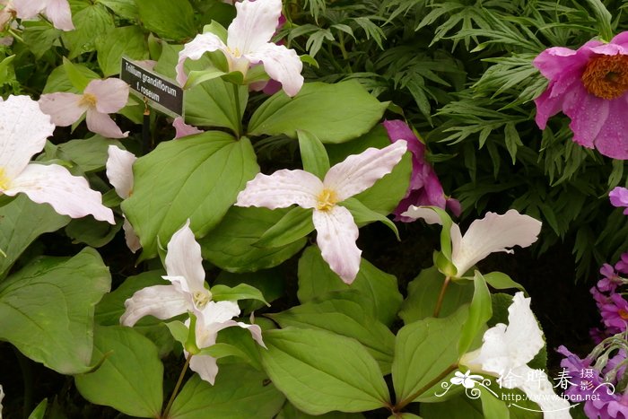 ‘玫色’大花延龄草 Trillium grandiflorum ‘Roseum’