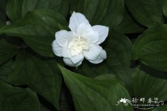 ‘重瓣’大花延龄草 Trillium grandiflorum 'Flore Pleno'