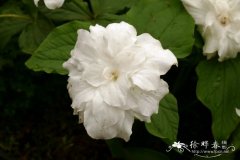 ‘白旗’大花延龄草 Trillium grandiflorum 'Snow Bunting'