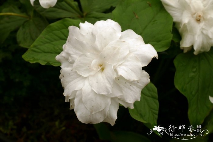 ‘白旗’大花延龄草 Trillium grandiflorum 'Snow Bunting'