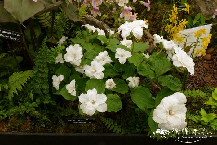 ‘白旗’大花延龄草 Trillium grandiflorum 'Snow Bunting'