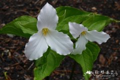 大花延龄草 Trillium grandiflorum