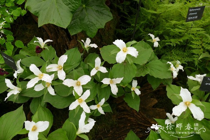 大花延龄草 Trillium grandiflorum