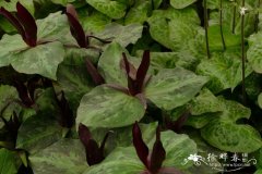 库氏延龄草 Trillium kurabayashii