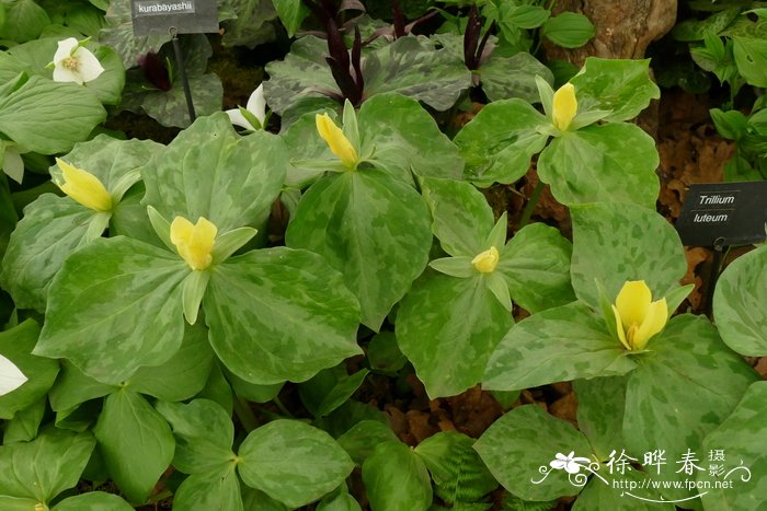 黄花延龄草Trillium luteum