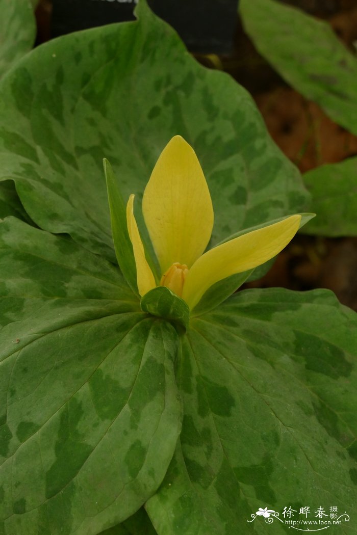 黄花延龄草Trillium luteum