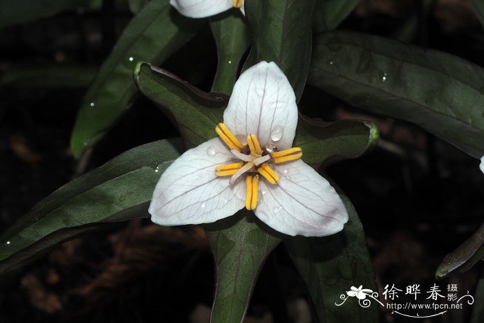 奥索卡延龄草 Trillium pusillum var. ozarkanum