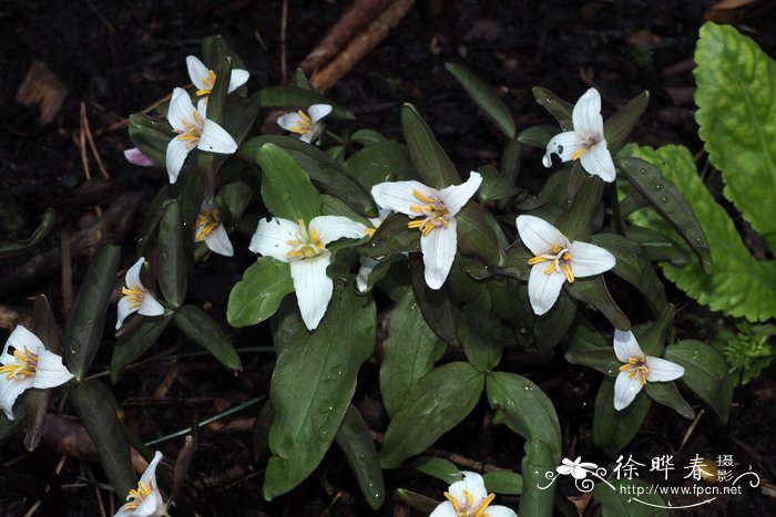 奥索卡延龄草 Trillium pusillum var. ozarkanum