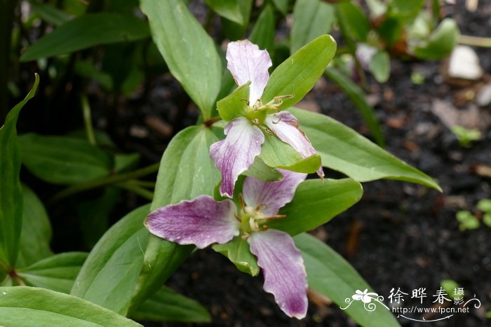 弗吉尼亚延龄草 Trillium pusillum var. virginianum