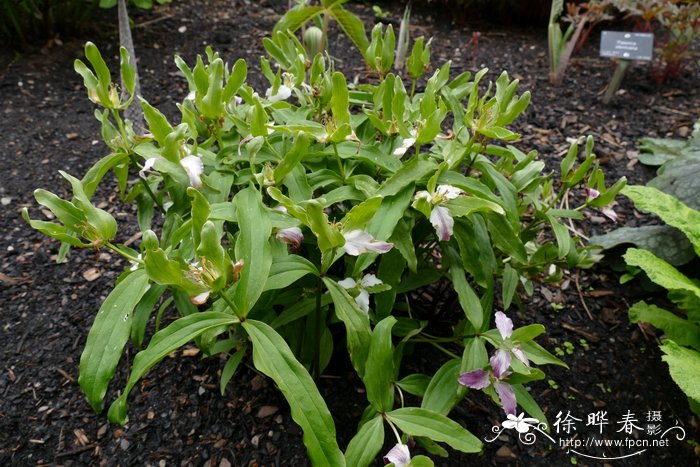 弗吉尼亚延龄草 Trillium pusillum var. virginianum