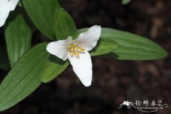 小延龄草Trillium pusillum