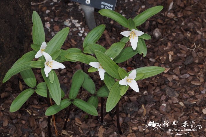 小延龄草Trillium pusillum