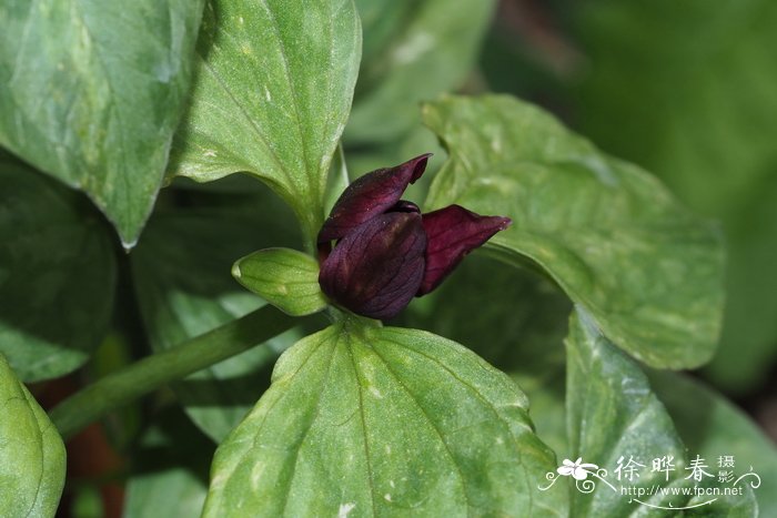 紫花延龄草 Trillium recurvatum