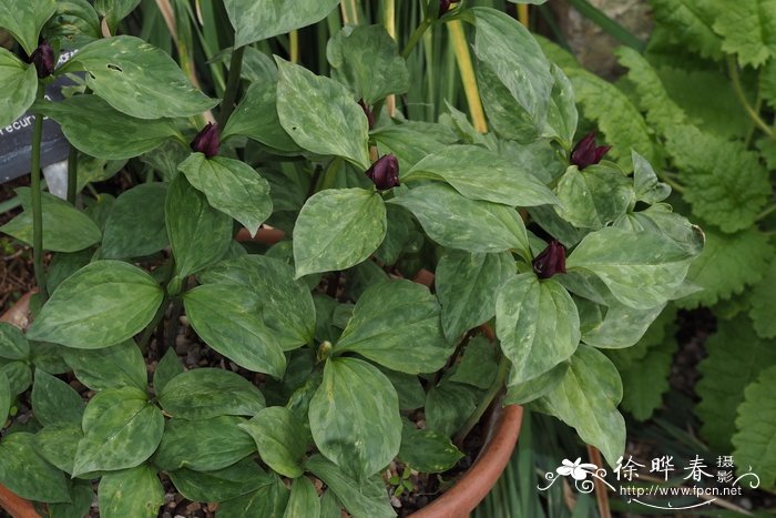 紫花延龄草 Trillium recurvatum