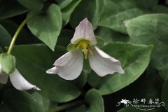 湿生延龄草 Trillium rivale