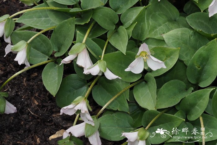 湿生延龄草 Trillium rivale