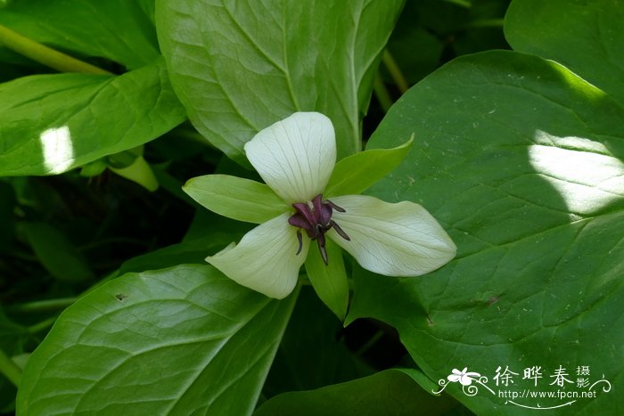 垂花延龄草Trillium rugelii