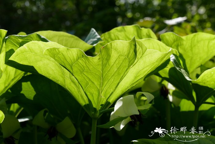 垂花延龄草Trillium rugelii